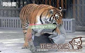 老虎吃动物视频,揭秘老虎捕食瞬间