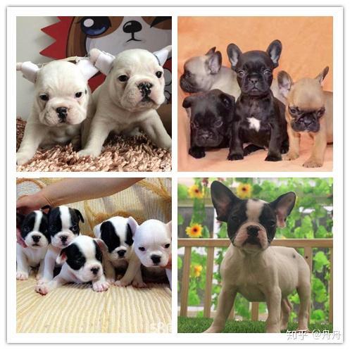 法国斗牛犬视频,温馨视频带你领略“小熊犬”的魅力