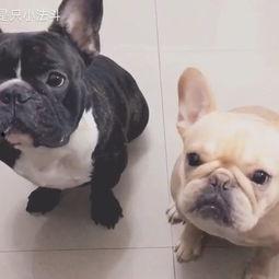 法国斗牛犬视频,温馨视频带你领略“小熊犬”的魅力