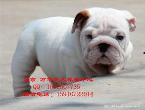 法国斗牛犬视频,温馨视频带你领略“小熊犬”的魅力